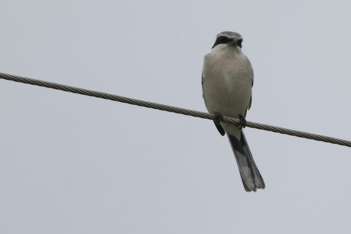 Loggerhead Shrike - ML534606181