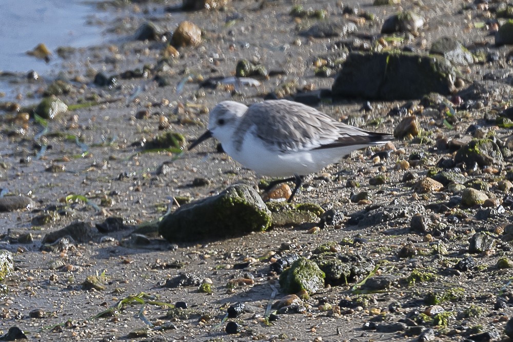 Bécasseau sanderling - ML534608231