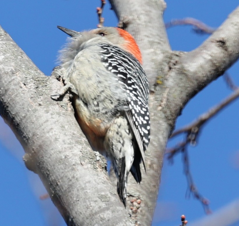 Red-bellied Woodpecker - ML534608791