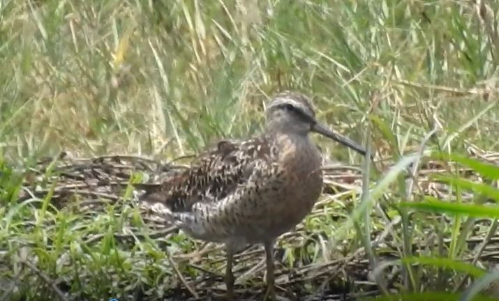 Short-billed Dowitcher - ML534609401