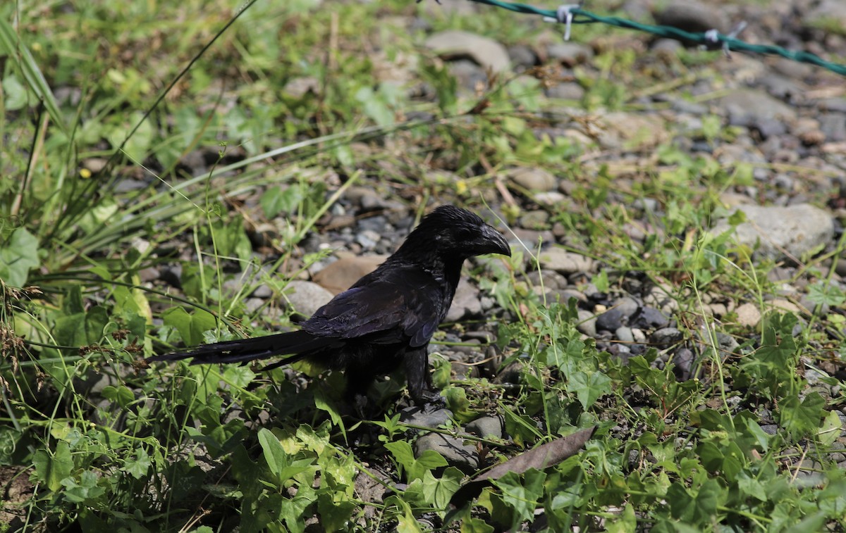 Groove-billed Ani - ML534611681