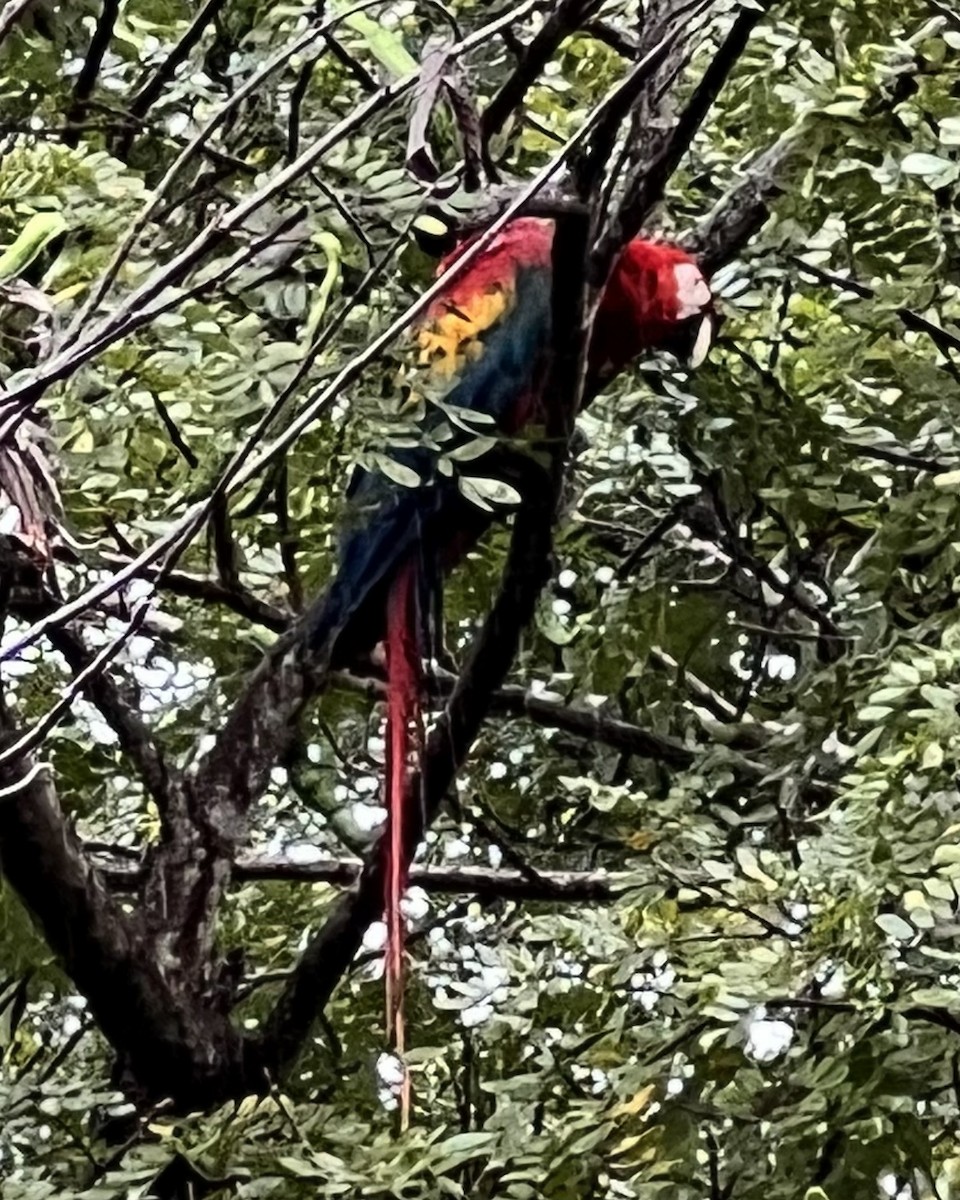 Scarlet Macaw - ML534611891