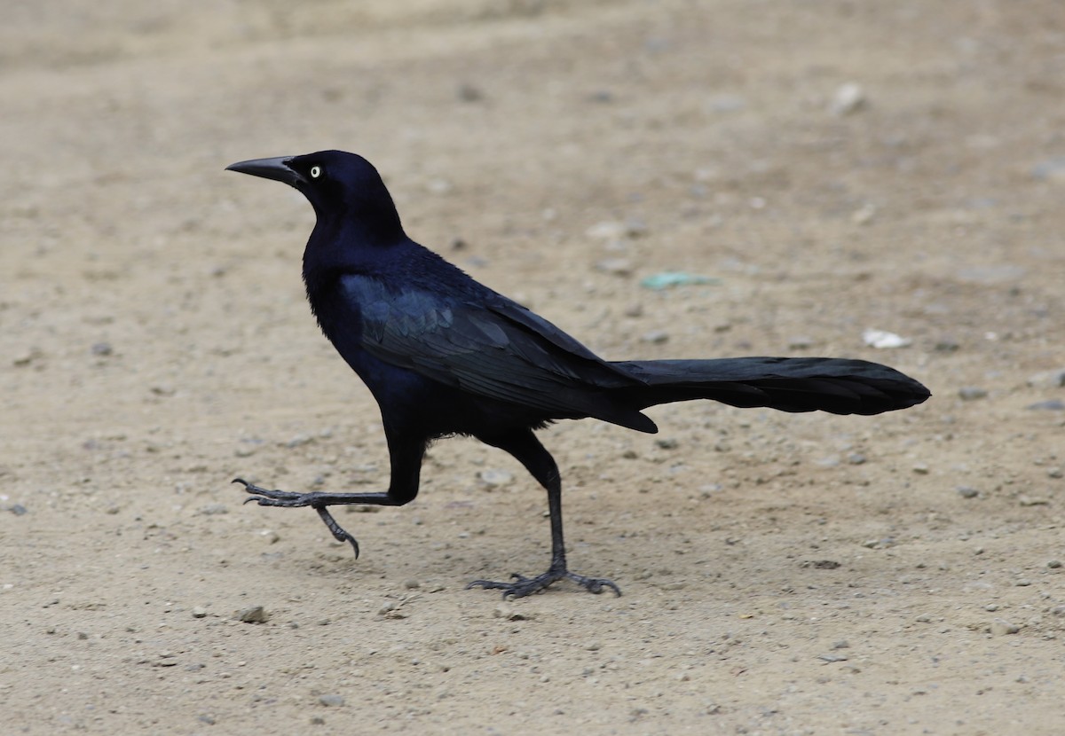 Great-tailed Grackle - ML534612011
