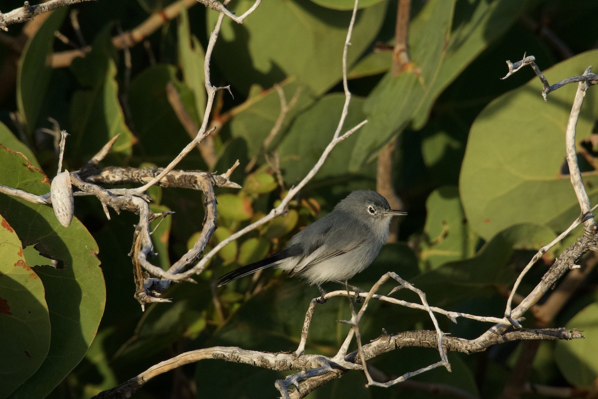 Blue-gray Gnatcatcher - ML534614041