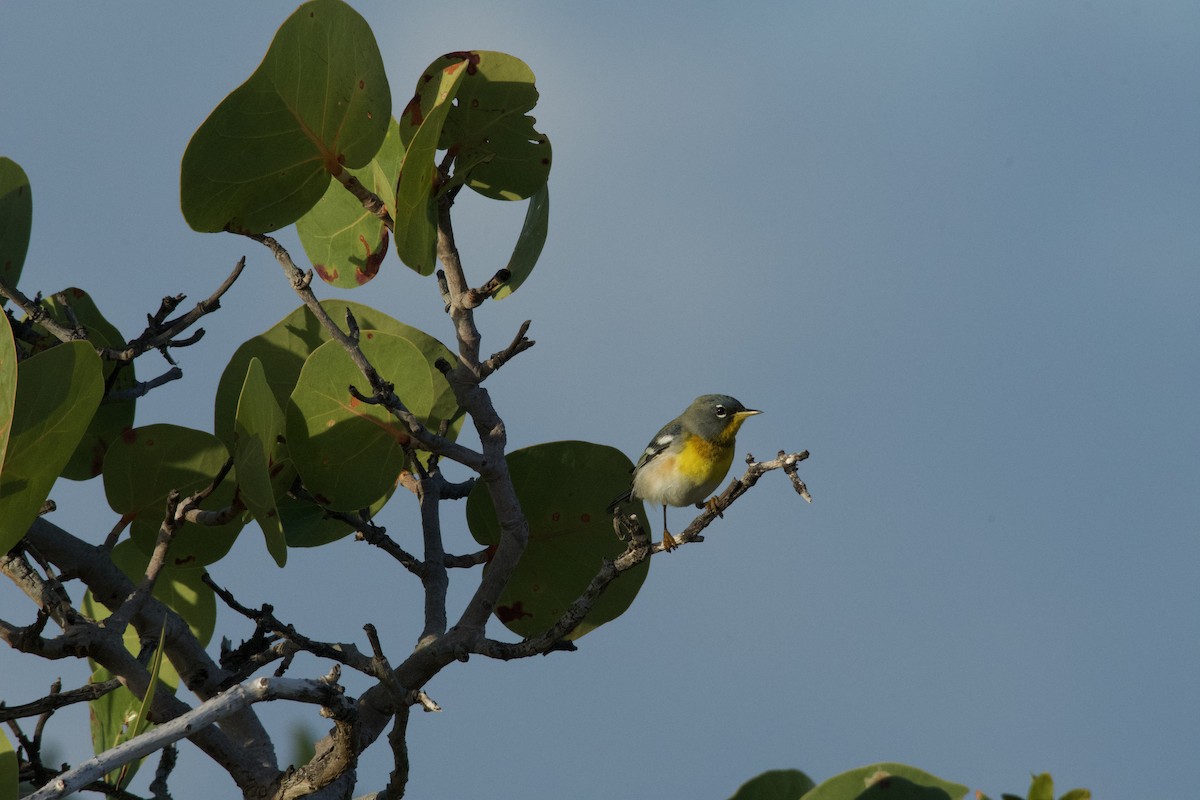 Parula Norteña - ML534614221