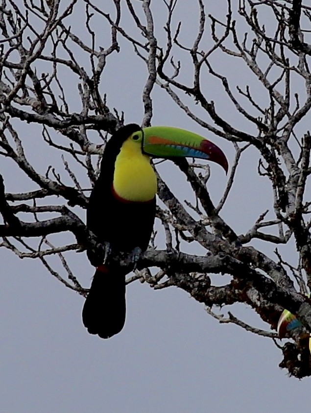 Keel-billed Toucan - ML534614341