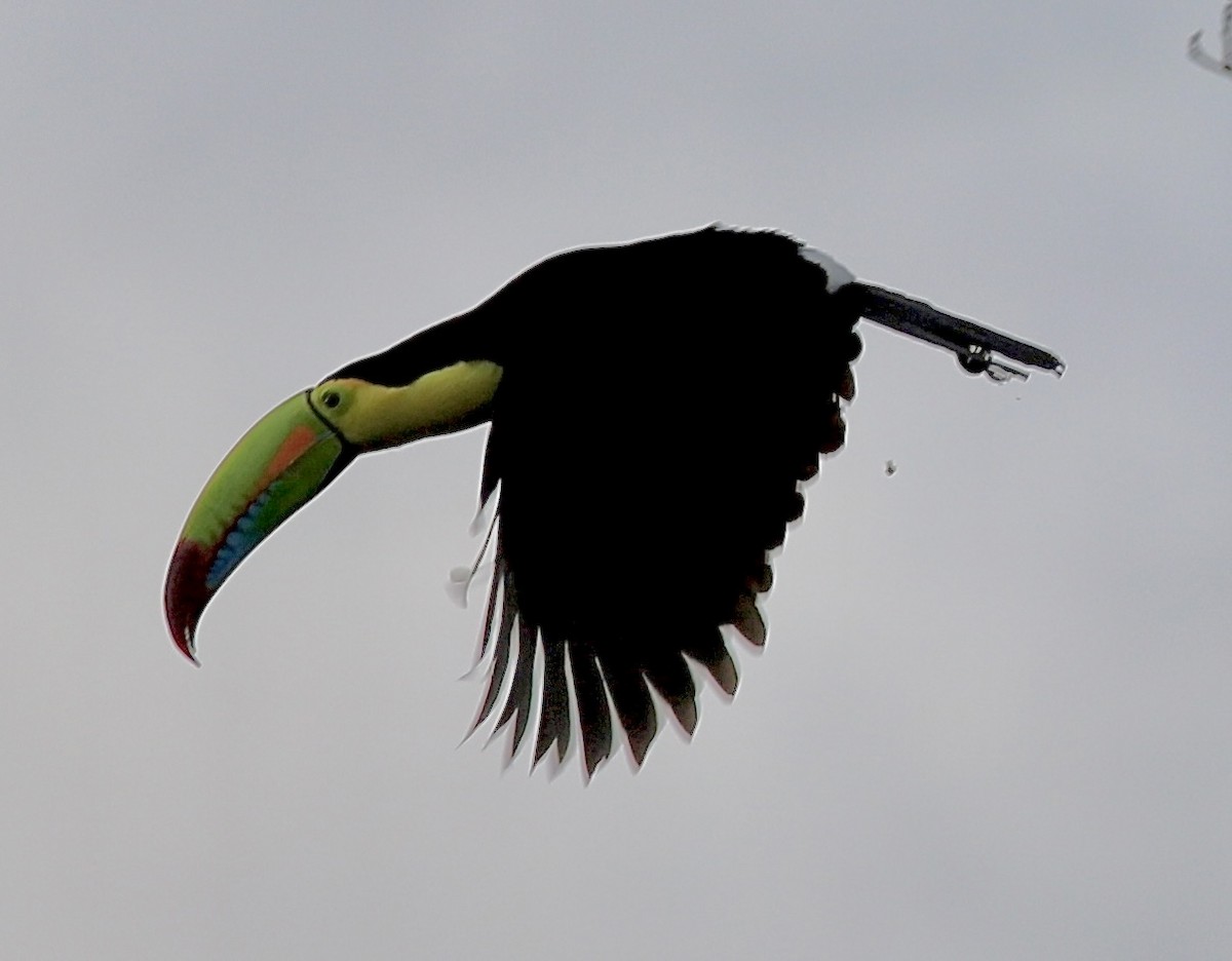 Keel-billed Toucan - ML534614351