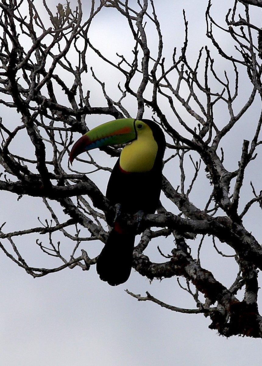 Keel-billed Toucan - ML534614361