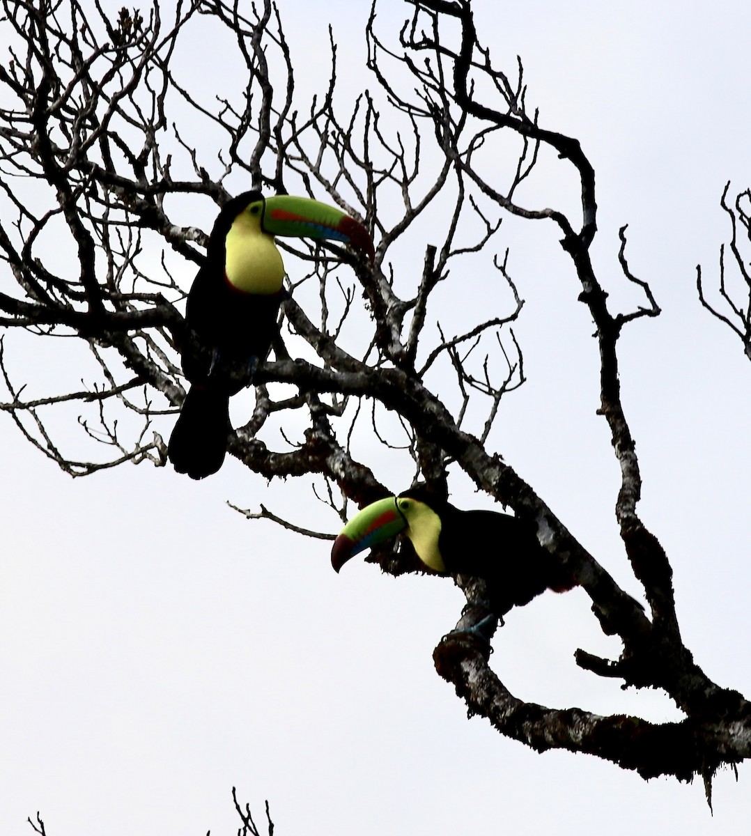 Keel-billed Toucan - ML534614371