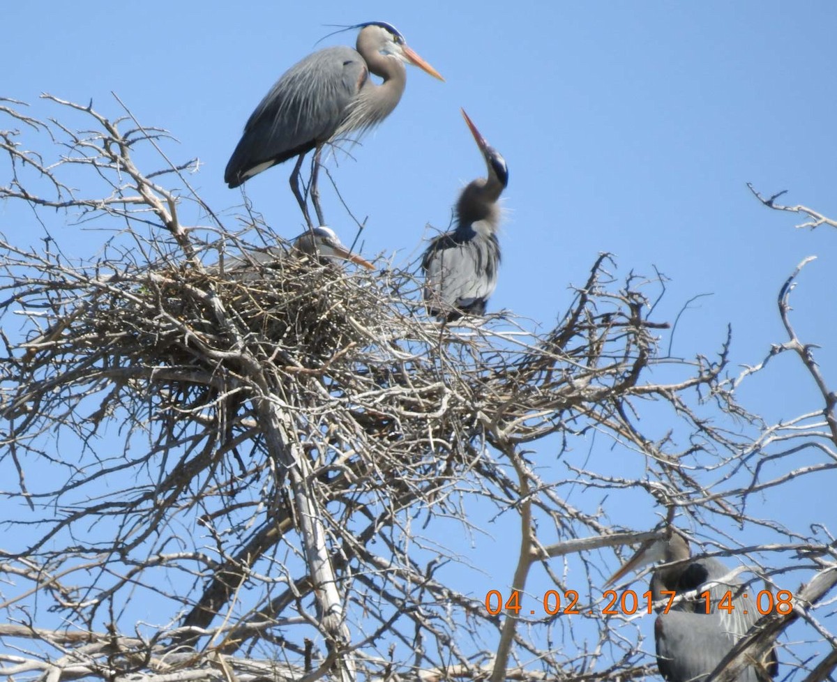 Great Blue Heron - ML53461441