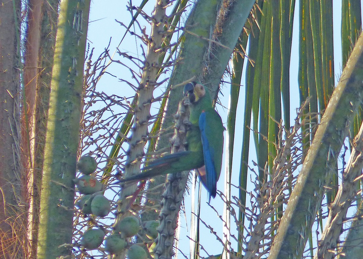 Chestnut-fronted Macaw - ML534614931