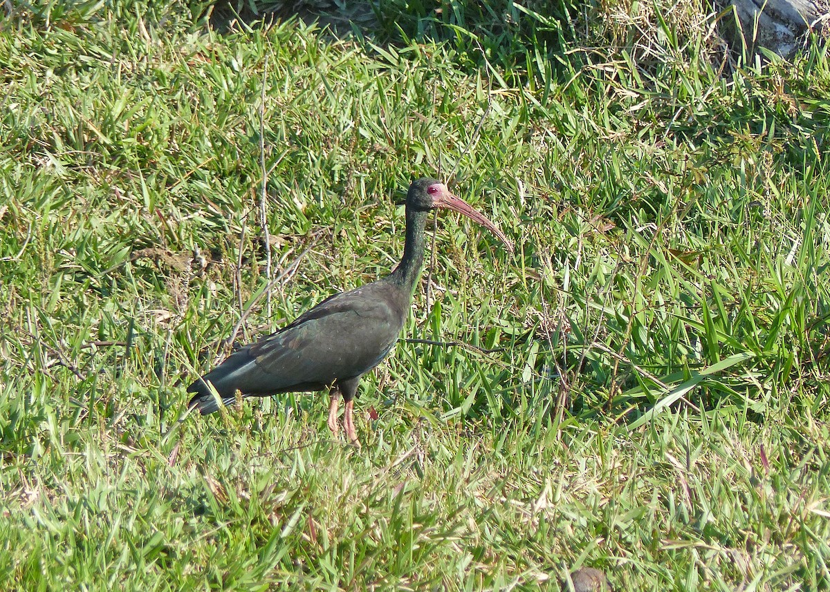 rødmaskeibis - ML534615061