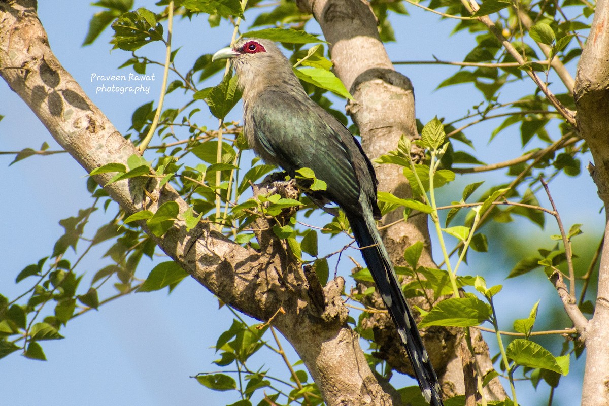 Green-billed Malkoha - Praveen rawat