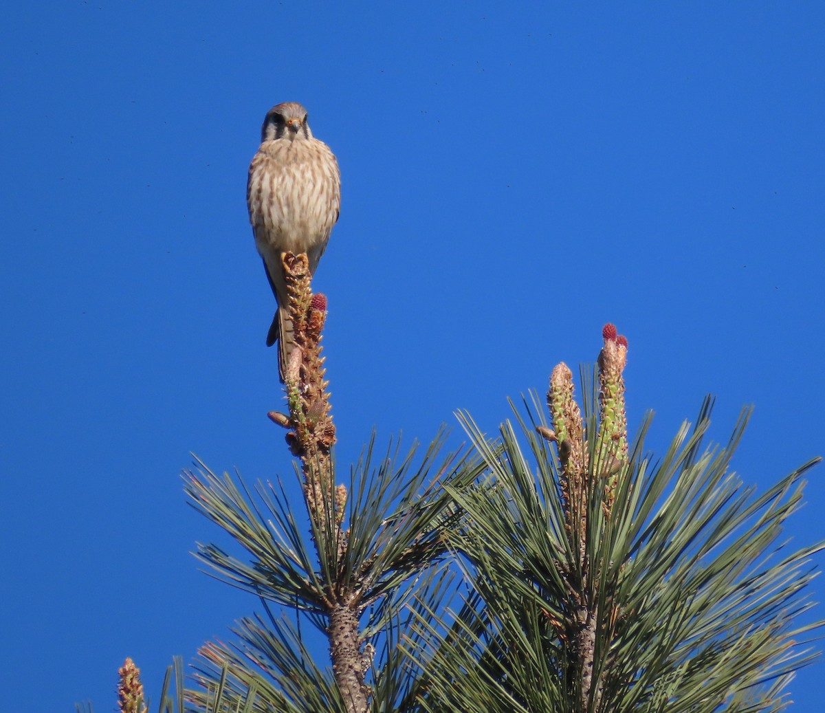 American Kestrel - ML534616161