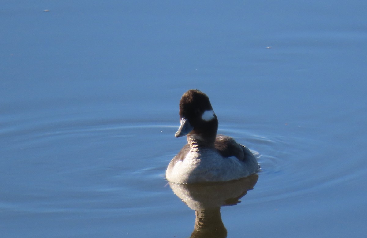 Bufflehead - ML534616451