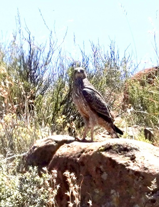 Pale Chanting-Goshawk - Daniel Winzeler