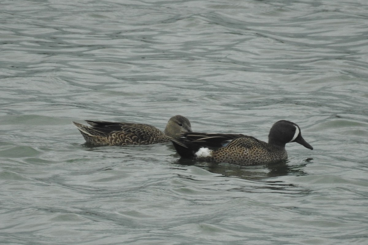 Blue-winged Teal - ML534619201