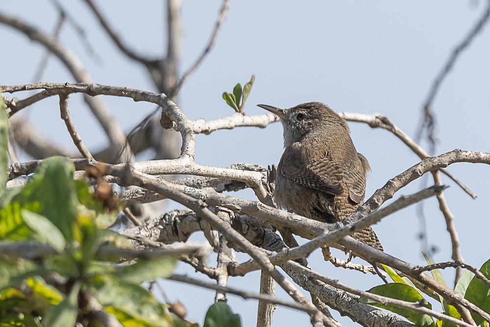 House Wren - ML534619291