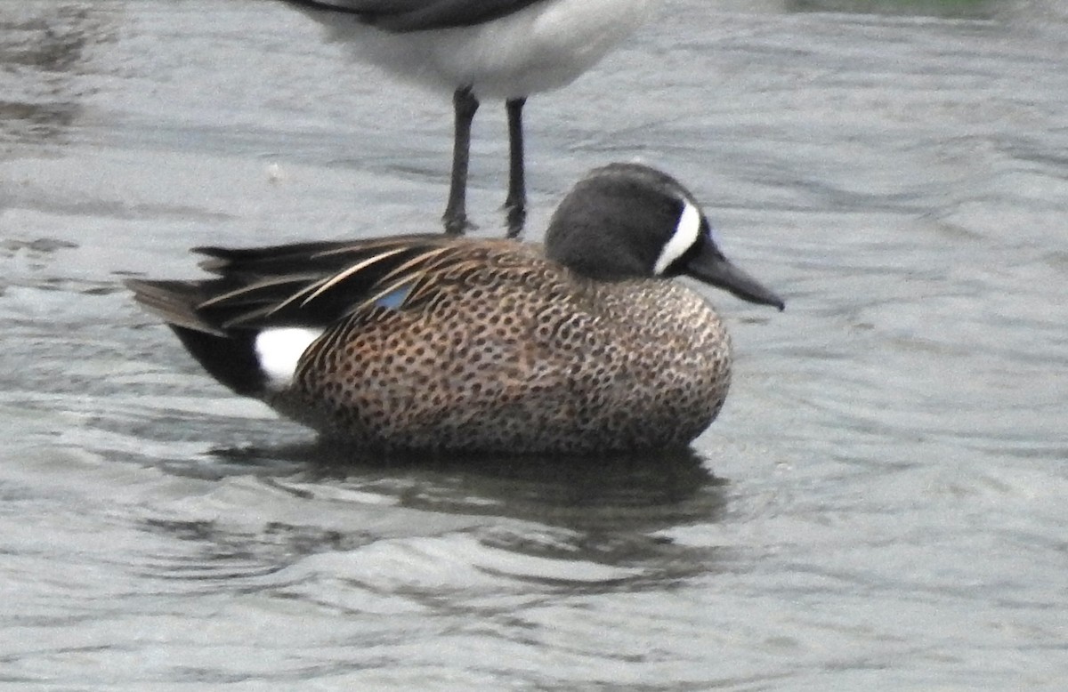 Blue-winged Teal - ML534619391