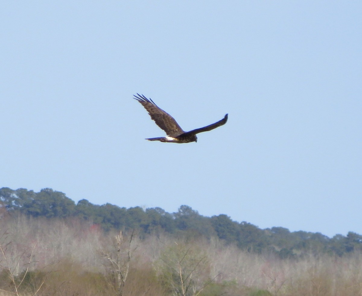 Northern Harrier - Debo Boddiford