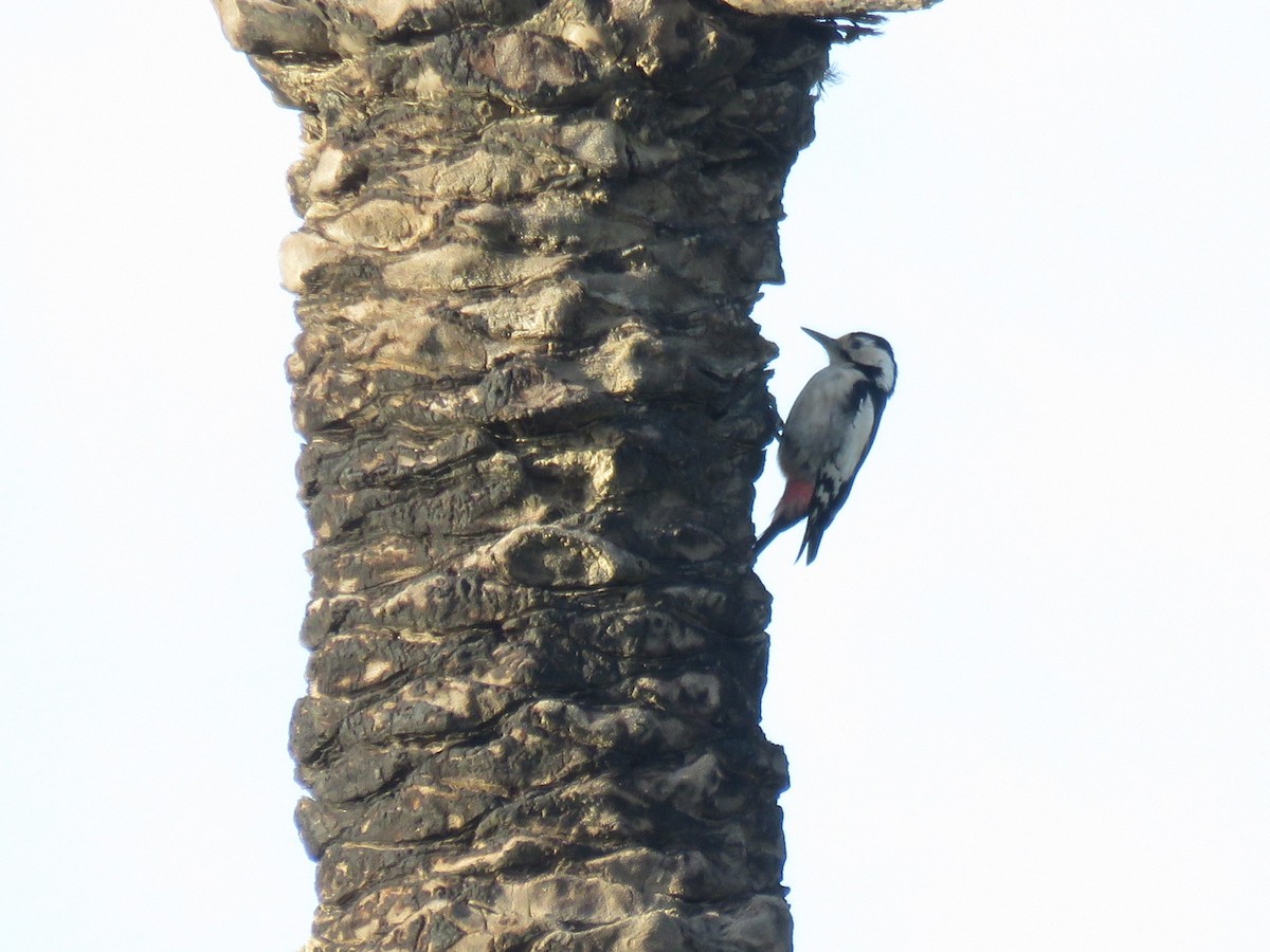 Sind Woodpecker - ML534620351