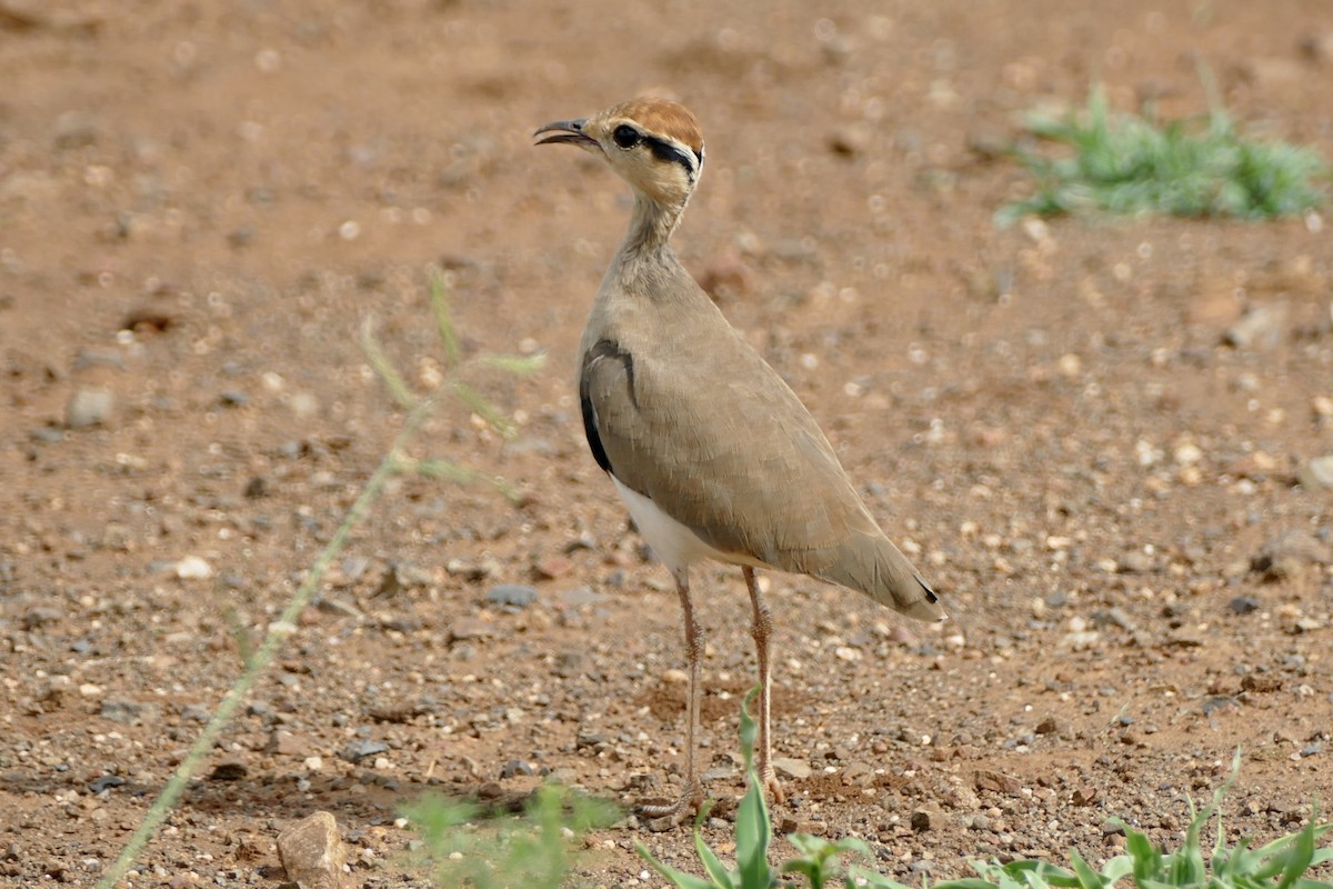 Temminck's Courser - ML534620711