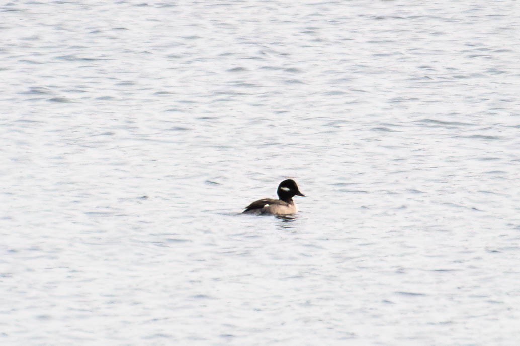 Bufflehead - ML534621541