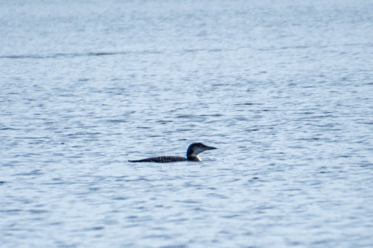 Common Loon - ML534621701