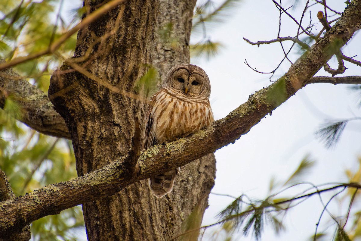 Barred Owl - ML534622011