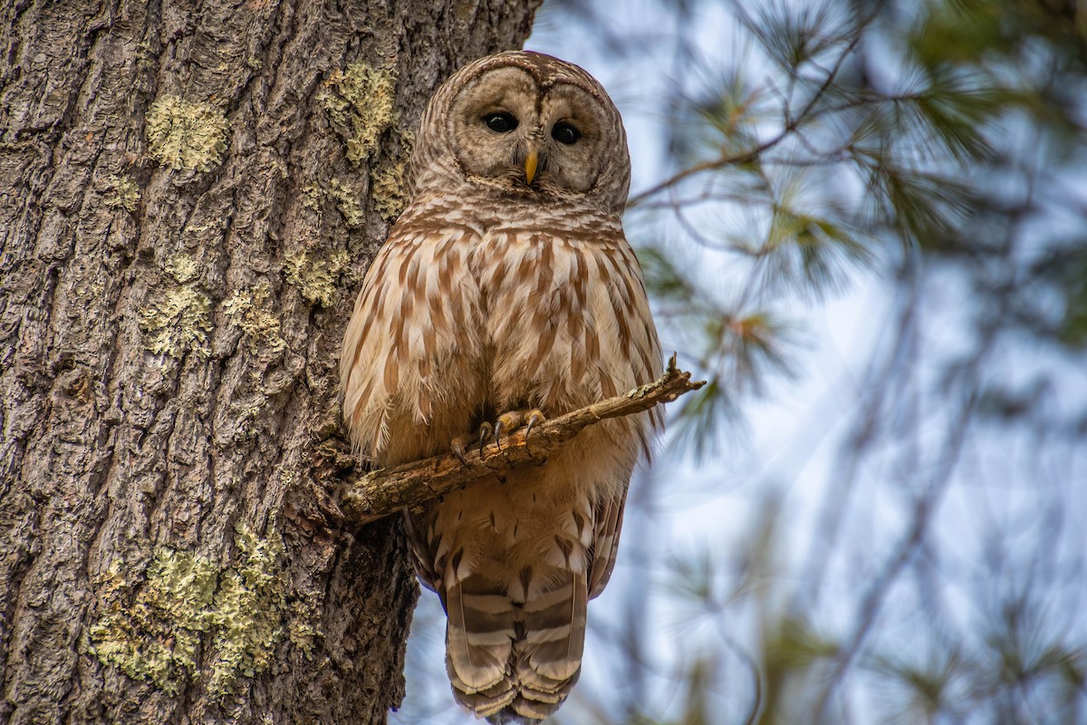 Barred Owl - ML534622041