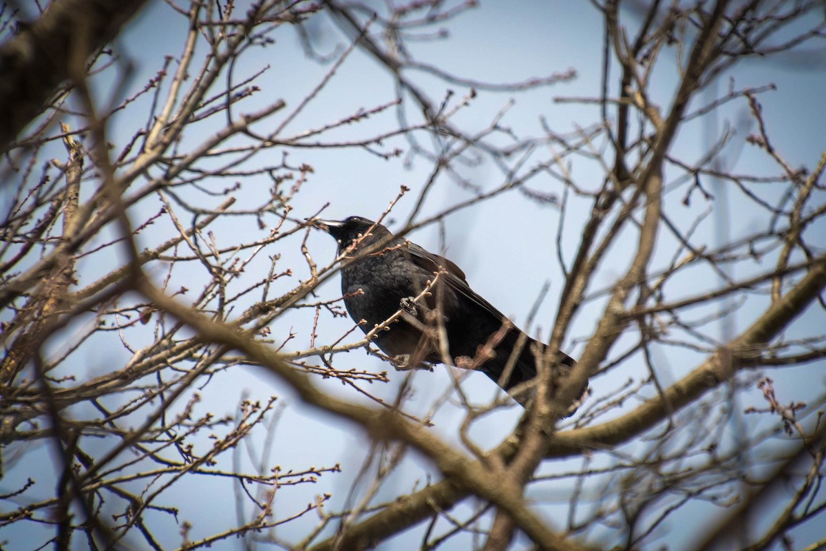 American Crow - ML534622131