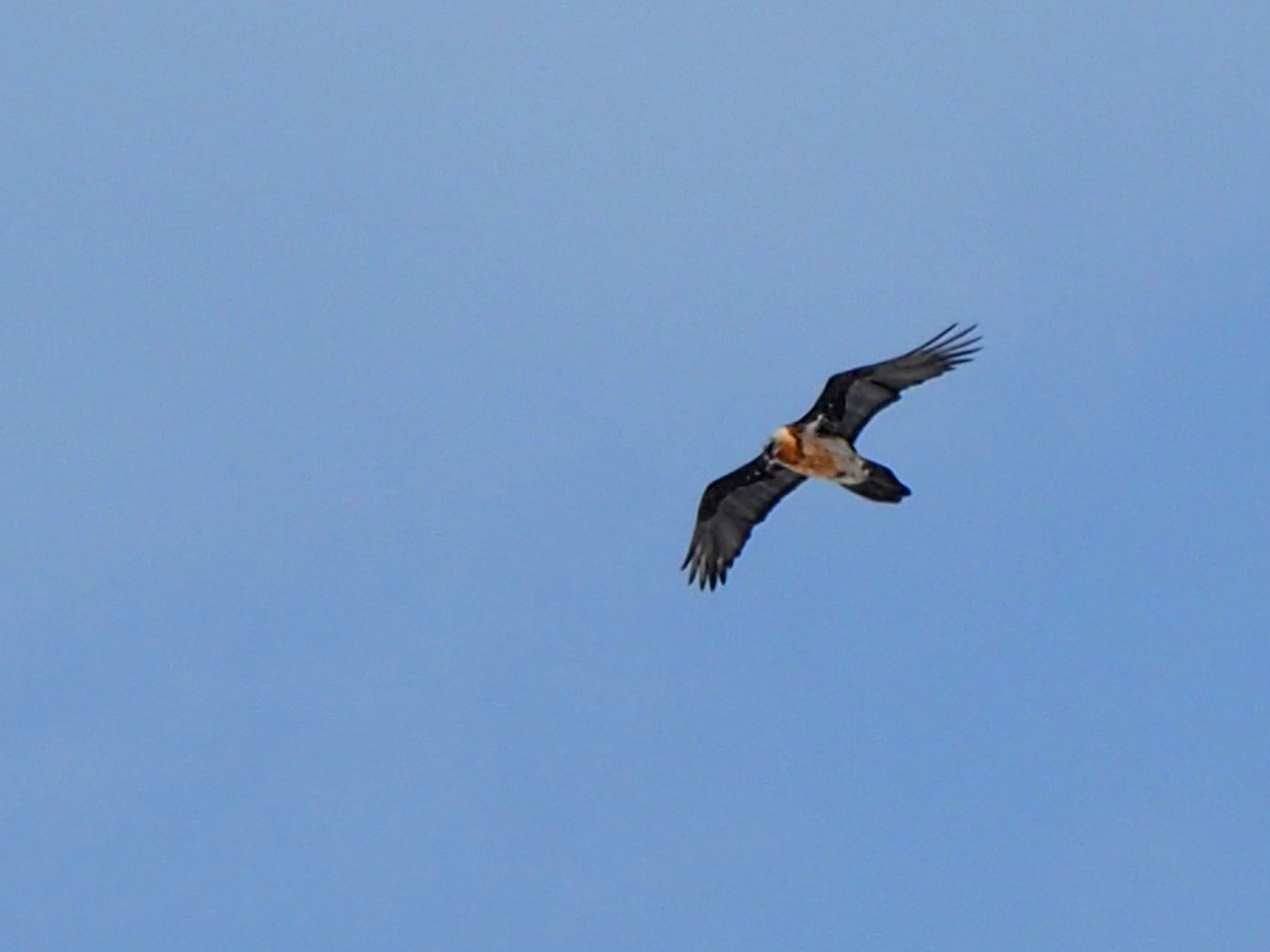 Bearded Vulture - ML534622401