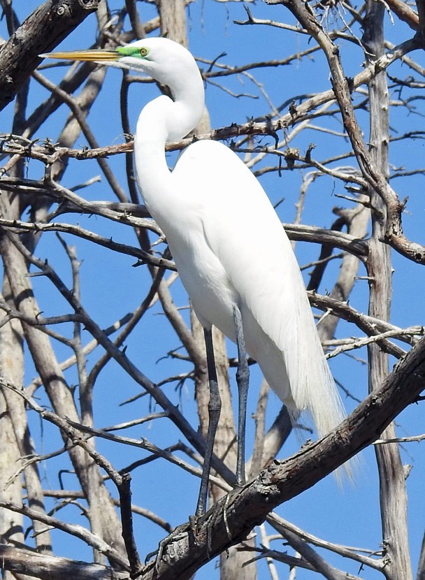 Great Egret - ML53462261