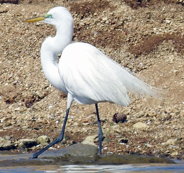 Great Egret - Jordan Rolen