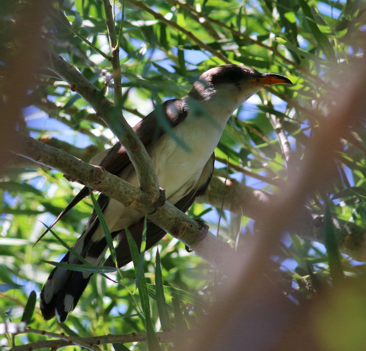 Yellow-billed Cuckoo - Tom Benson