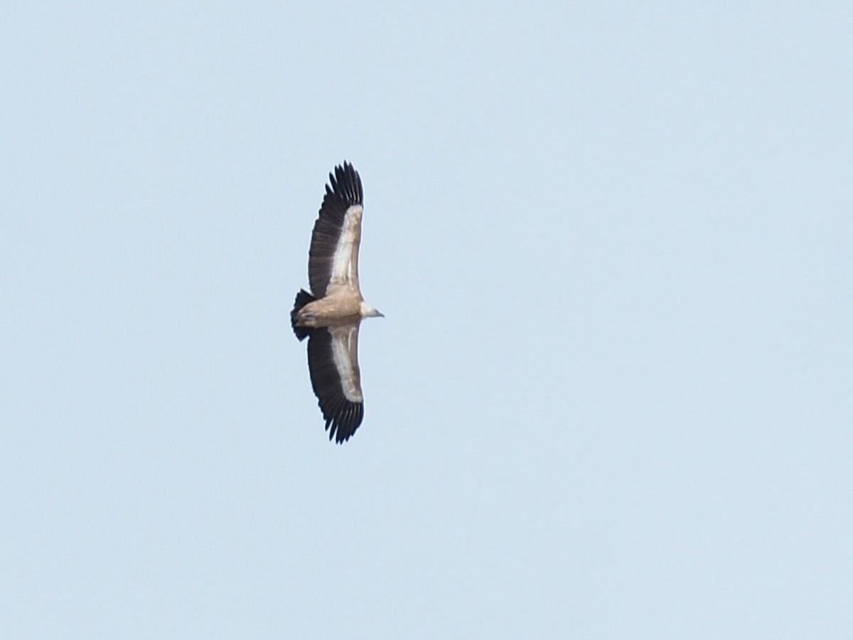 Eurasian Griffon - ML534623201