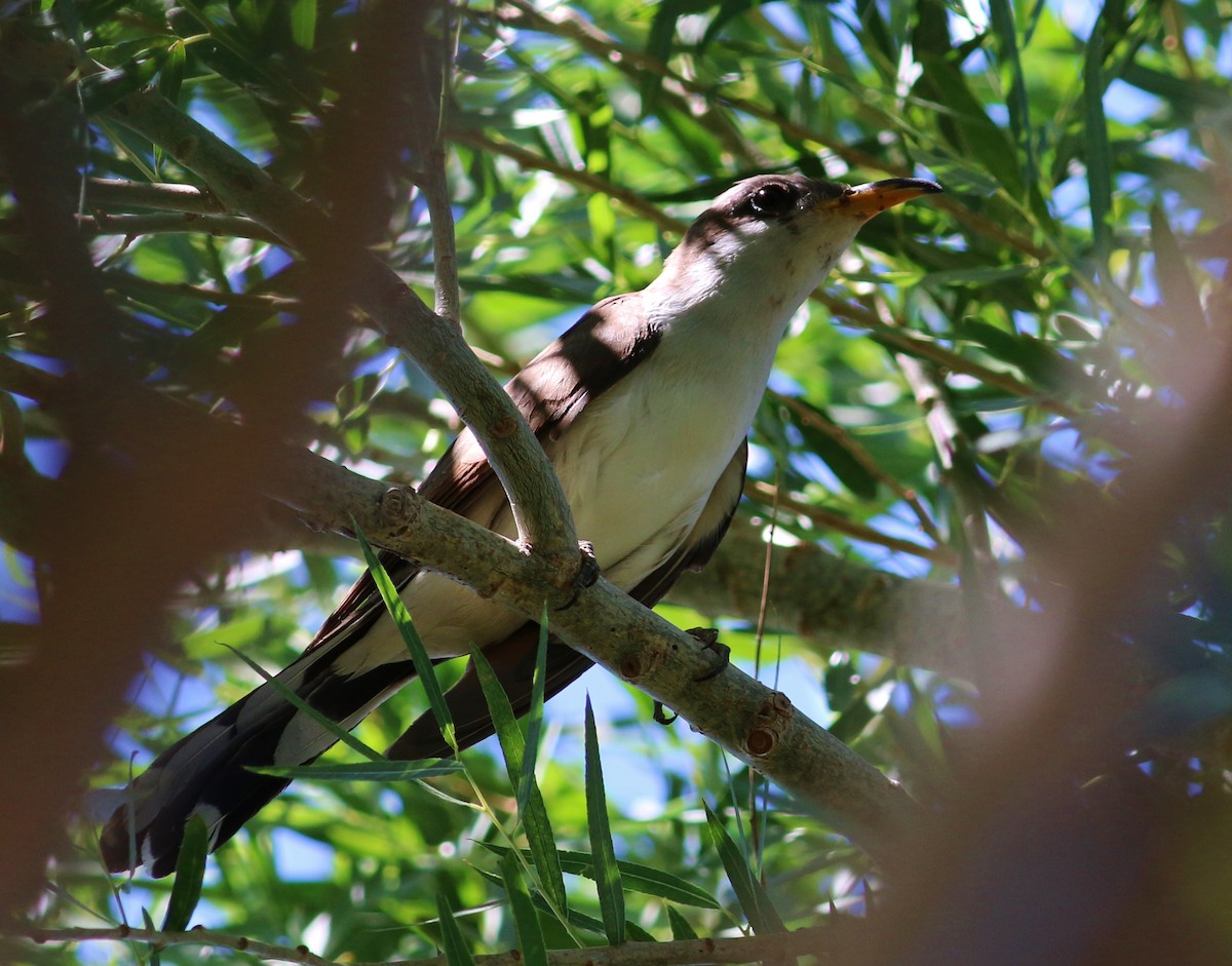 Yellow-billed Cuckoo - Tom Benson