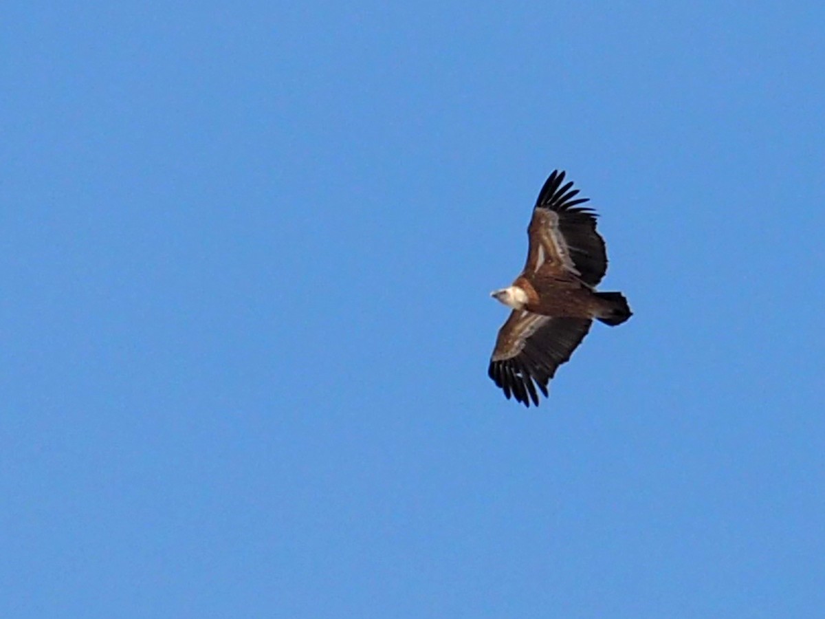 Eurasian Griffon - ML534623211