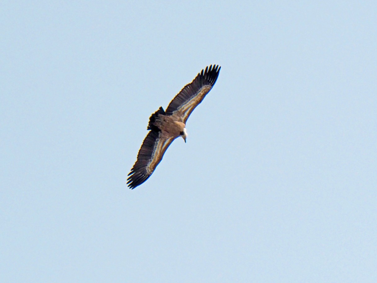 Eurasian Griffon - ML534623221
