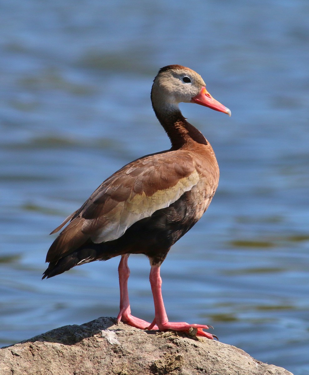 Black-bellied Whistling-Duck - Tom Benson