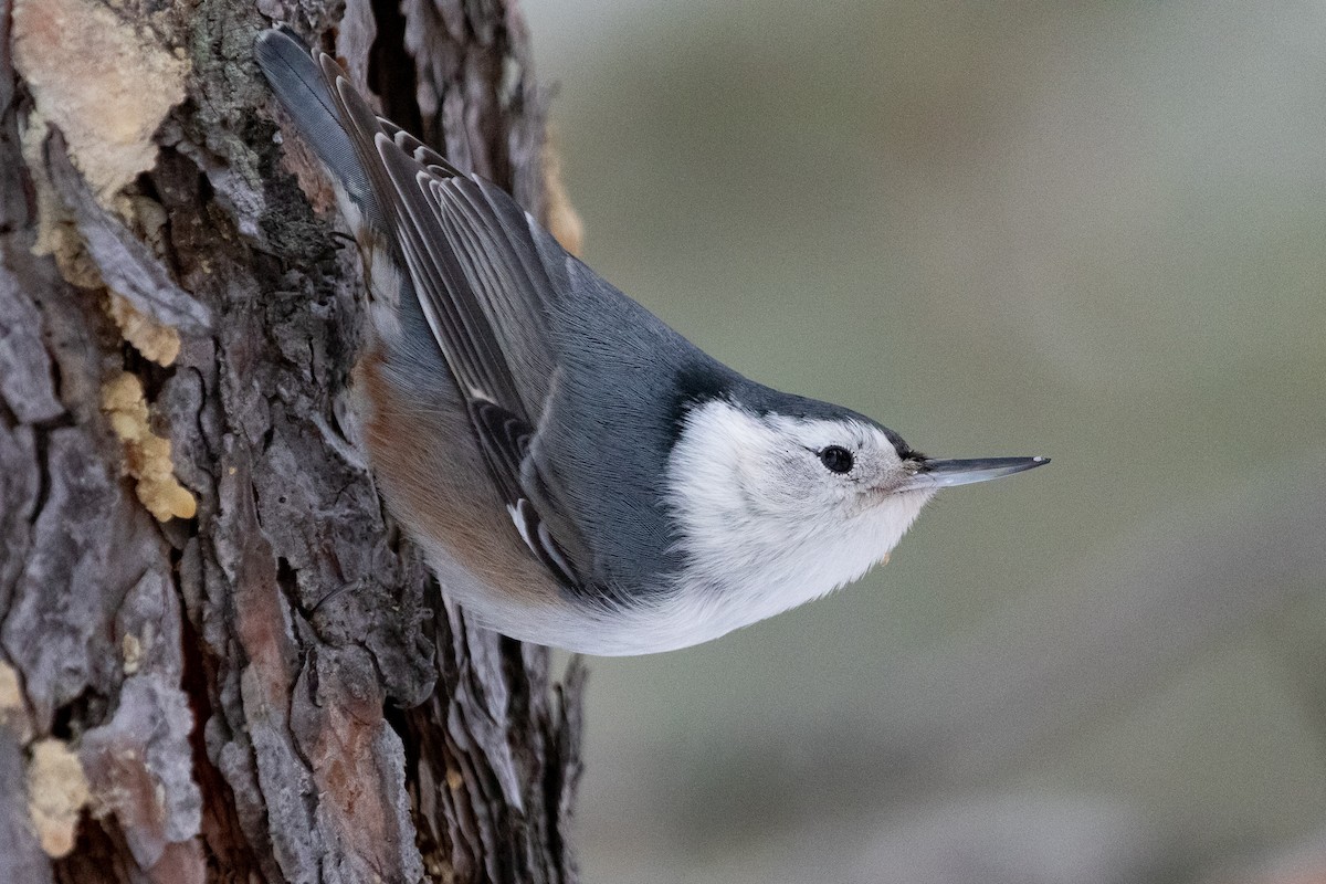 White-breasted Nuthatch - ML534624941