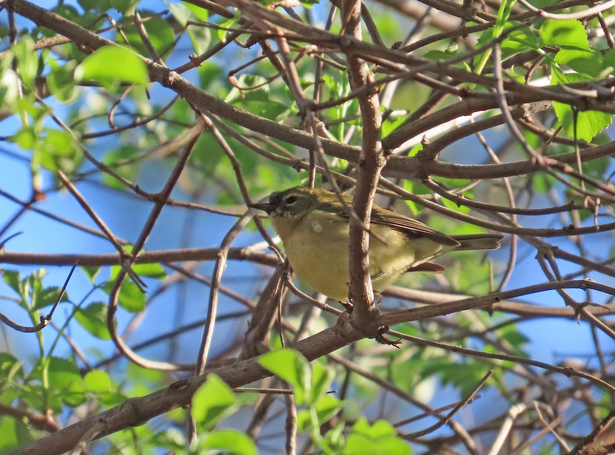 Black-throated Blue Warbler - ML534625001