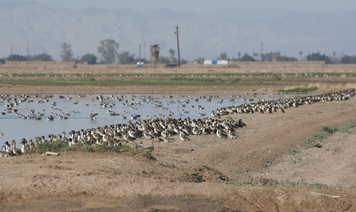 Northern Pintail - ML534625041