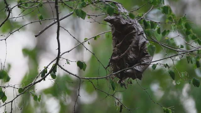 Gray-breasted Flycatcher - ML534625241