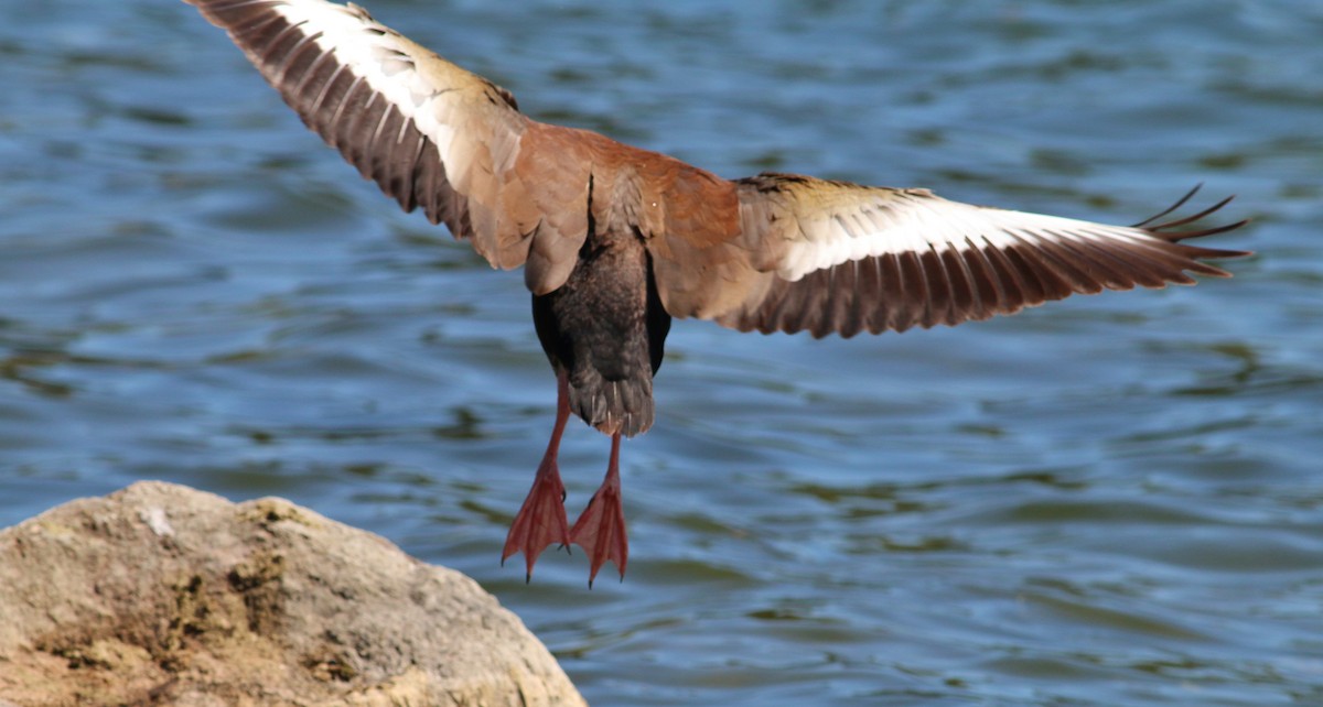 Black-bellied Whistling-Duck - Tom Benson