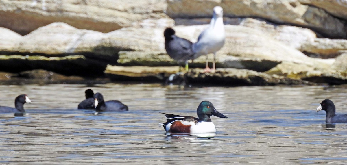 Northern Shoveler - ML53462551