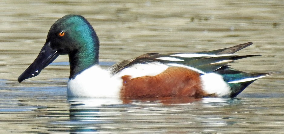 Northern Shoveler - Jordan Rolen