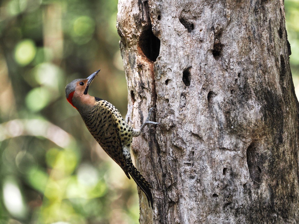 Northern Flicker - ML534626141