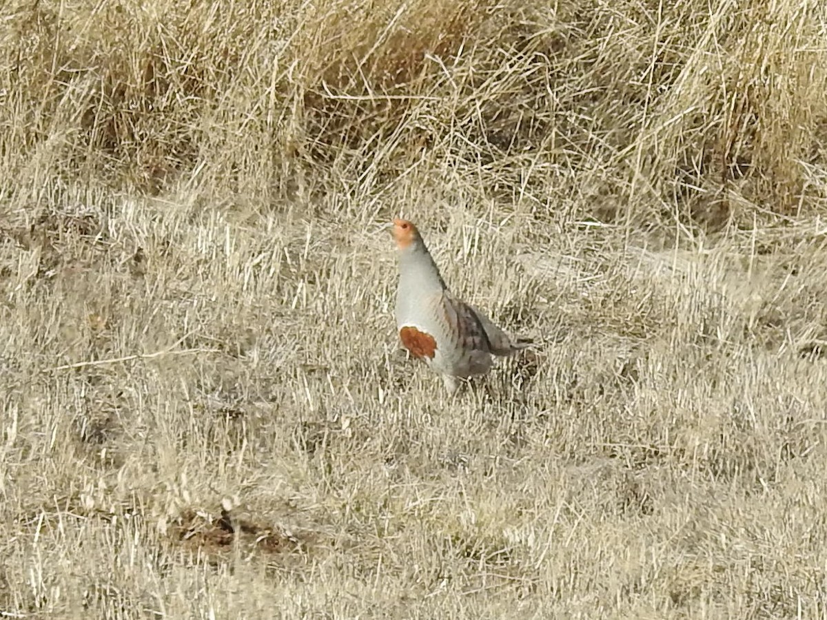 Gray Partridge - ML534626351