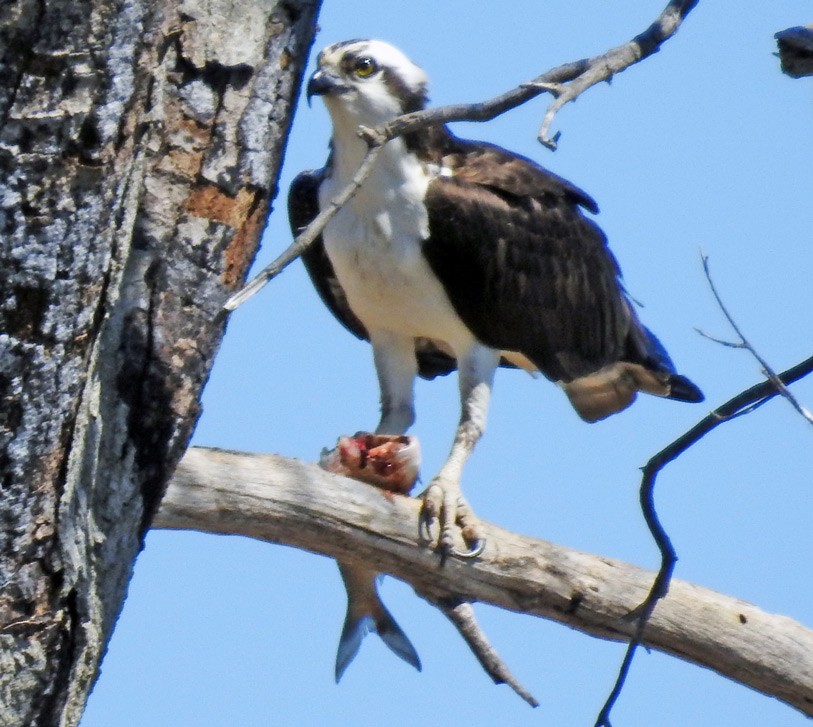 Águila Pescadora - ML53462681